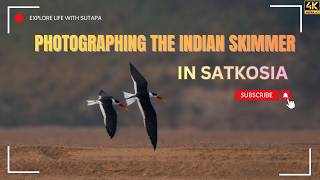 Photographing The Indian Skimmer In Satkosia Wildlife Photography