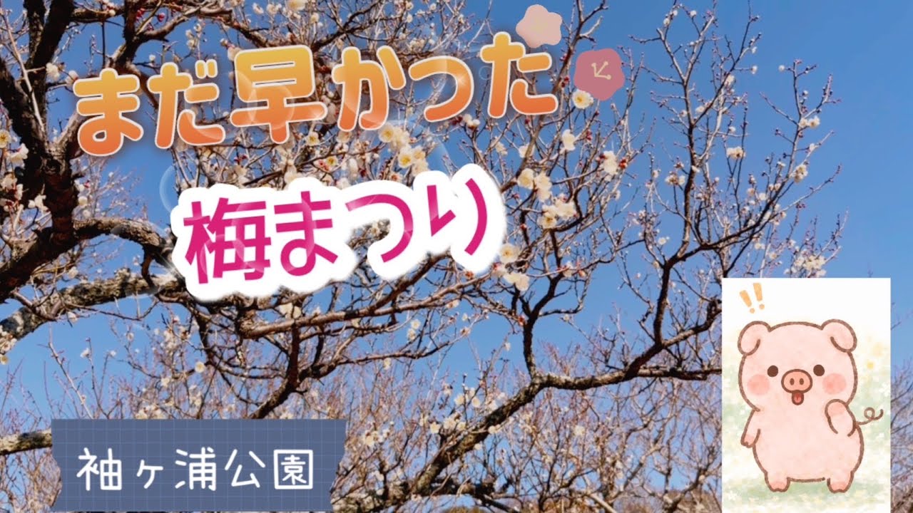 2月の梅はまだ早い？袖ヶ浦公園　梅まつり　vlog