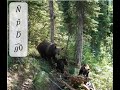 Grizzly bear population dynamics in central Alaska with Dr. Jeff Stetz