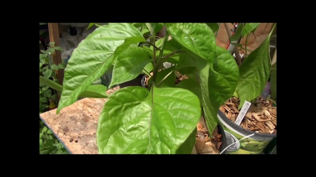⟹ 7 Pot Brain Strain red Pepper, Capsicum chinense POD REVIEW 