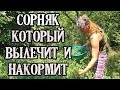 Лебеда (марь белая) –  сорняк, который вылечит и накормит.