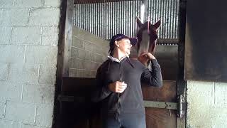 Why Do Horses Yawn?