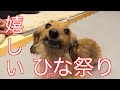 【元保護犬】初めてのひな祭りでにっこりする愛犬【カニンヘンダックスえびすの日常】