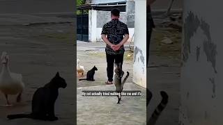 Funny Cat Behavior! #cat #shorts #funnycats