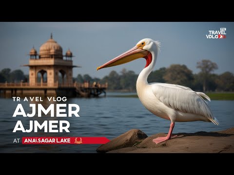 सालों बाद आना सागर झील में दिखा यह दुर्लभ पक्षी! 🦢✨