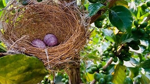 Birds Making NEST | Birds Building  Nest Video | Birds Making Nest On Trees 4K ULTRA HD