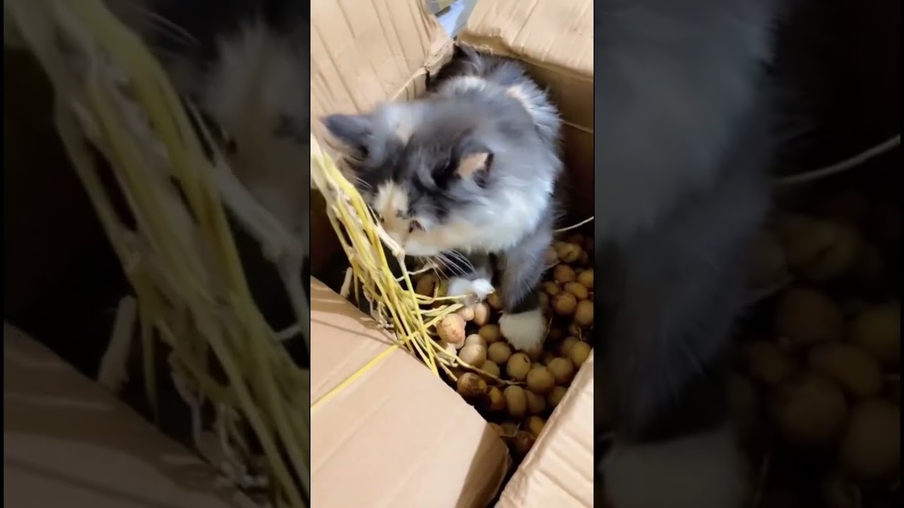 #cat #cute #pets #kitten #kitty #cutecat #adoreble #trending #funny