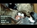 【巣箱速報2022】ヒガラのたまごが孵化するも、夫婦仲が微妙な感じになってしまう・・笑(2022/05/30-31 観察29-30日目/抱卵13-14日目/孵化後1日目)