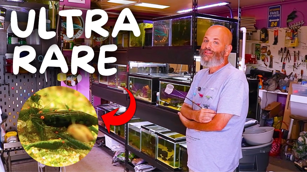 The ULTIMATE Rare Shrimp Breeding Shed!