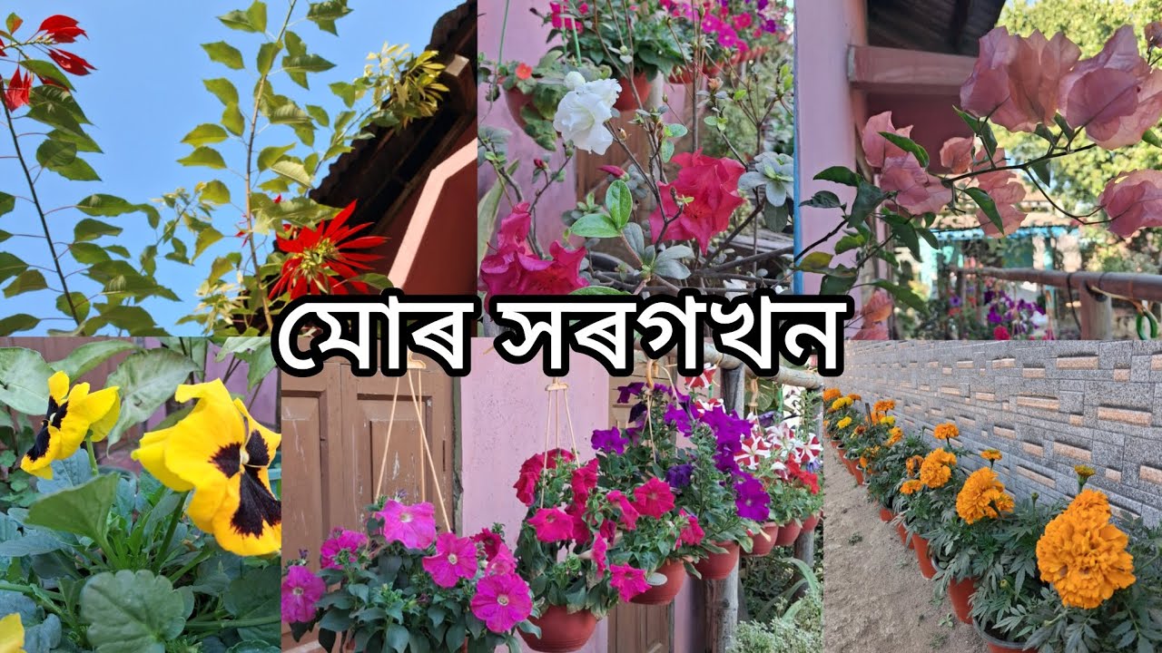মোৰ মৰমৰ ফুলনিখন চাওঁ আহকচোন || My Garden My Paradise 