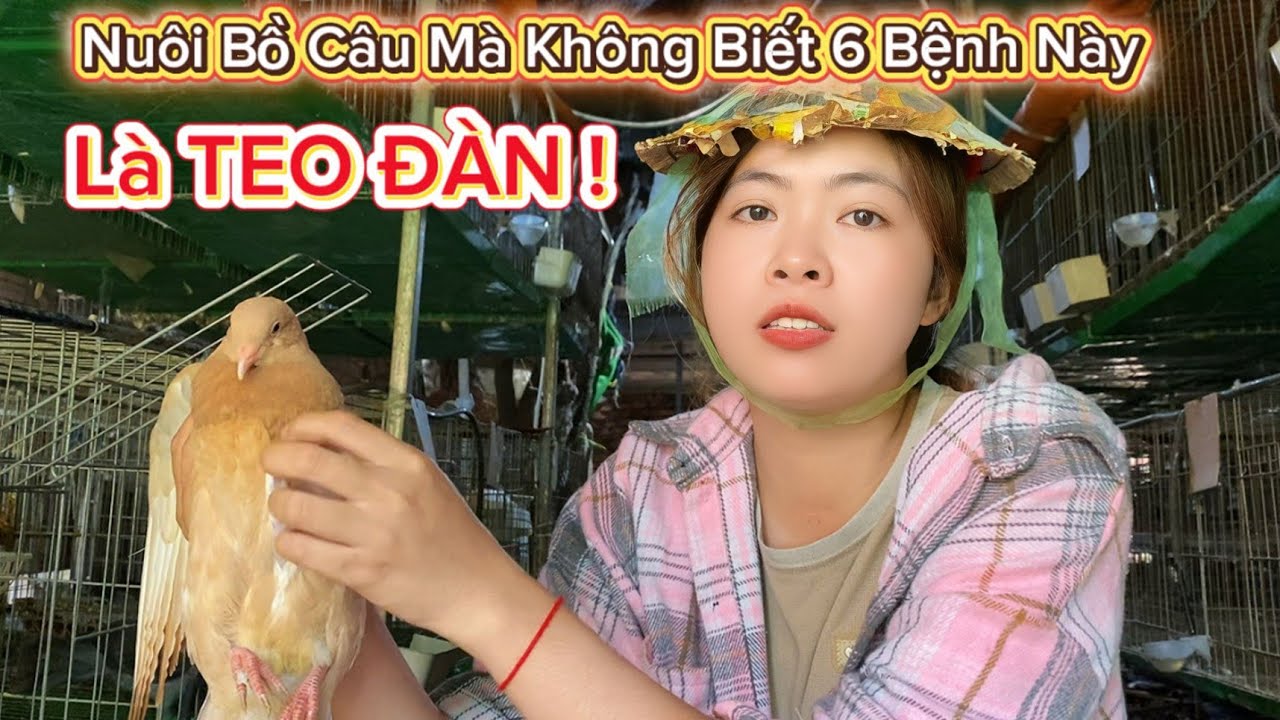 6 Bệnh Thường Gặp Ở Chim Bồ Câu – Cách Xử Lý Nhanh Trong 1 Phút!