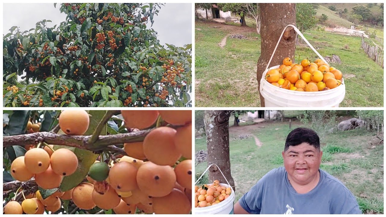 FARTURA NO SITIO, NUNCA VI  TANTOS FRUTOS EM UM ÚNICO PÉ // COLHEITA DE BACUPARI. 
