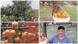 FARTURA NO SITIO, NUNCA VI  TANTOS FRUTOS EM UM ÚNICO PÉ // COLHEITA DE BACUPARI. 