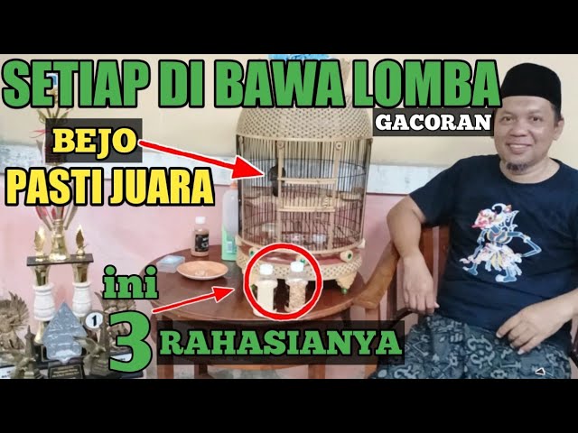 SETIAP DI BAWA LOMBA PASTI JUARA😱‼️INI 3 RAHASIANYA PERKUTUT BEJO @arifinperkutut284 class=