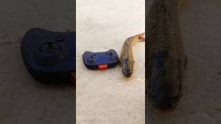 Naya Realistic Rohu Fish Unboxing