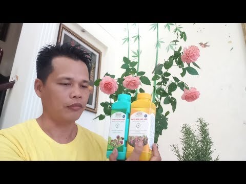 Video: Terry Mallow (29 ảnh): đặc điểm Của Hoa Lâu Năm, Quy Tắc Trồng Hoa Hồng Cổ Từ Hạt, Các Sắc Thái Trồng Và Chăm Sóc