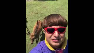 Oliver Tree hanging out with some deer #shorts