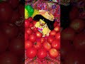 Aaha tamatar🍅 bade mazedar❤️…#mereladdugopal #gopal #krishna #new #video