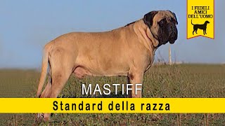 I Mastiff   Standard della razza