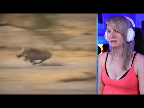 15 Moments When Animals Messed With The Wrong Warthog Part 1 | Pets House