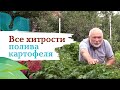 Полив картофеля - хитрости и ноу хау