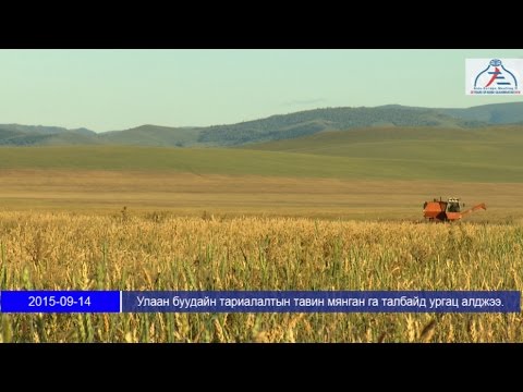 Видео: Улаан буудайн өвсийг химийн бодисгүйгээр арилгах хэд хэдэн арга