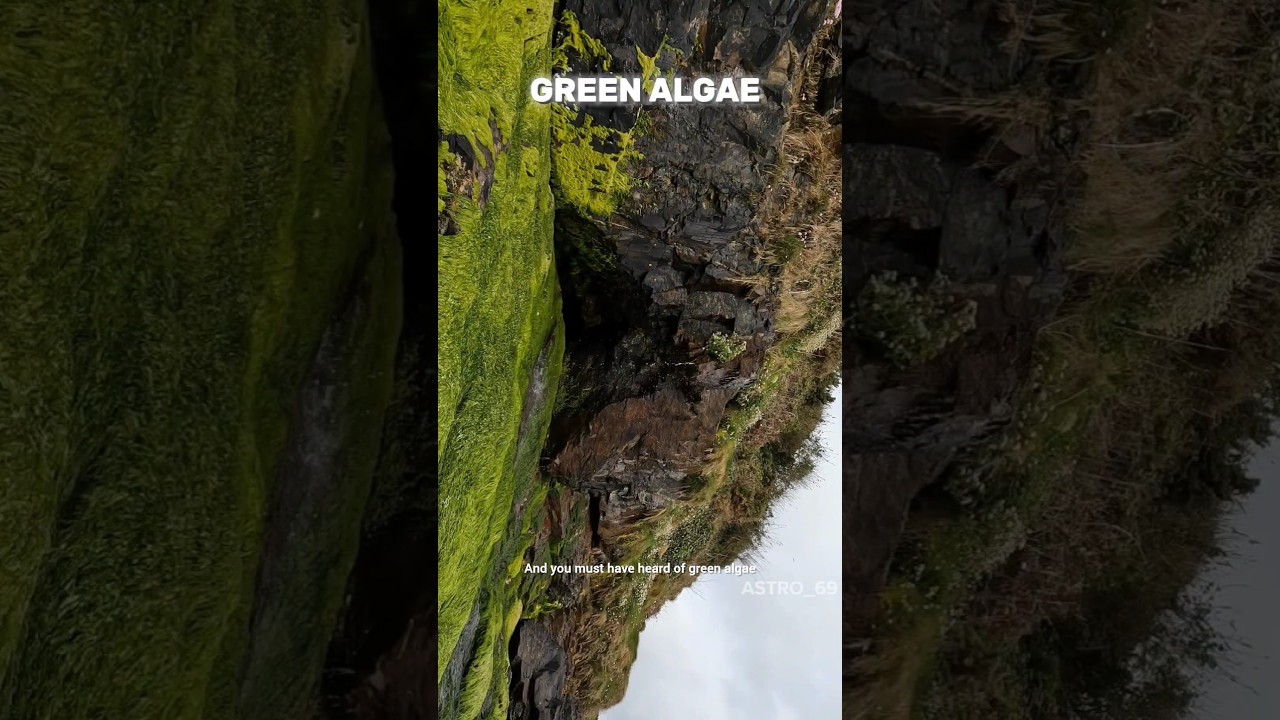 algae is very important for all living beings 