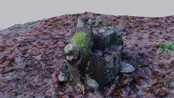 3D scanned tree stump