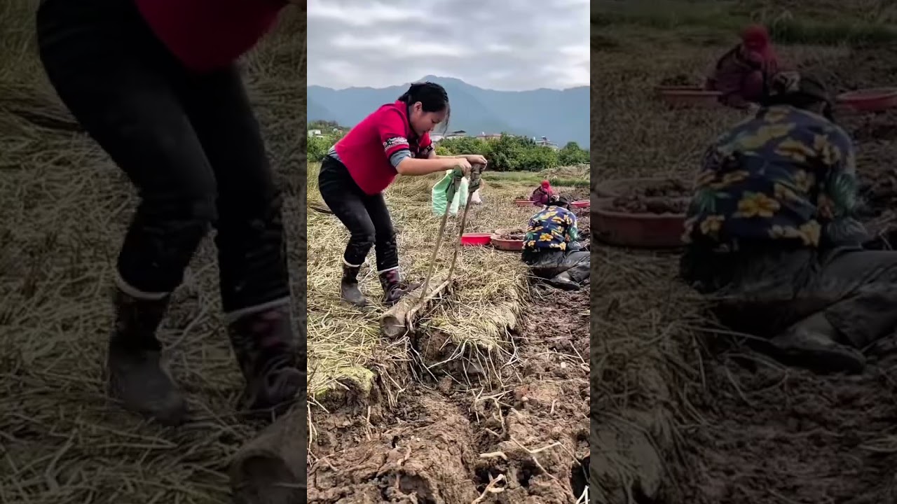 Harvest water chestnuts 