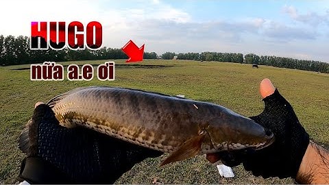 Câu Lure Cá Lóc ✅ Thử Lấy Mồi Sắt Fishen Câu Cá Lóc Lúc Trưa Nắng Và Cái Kết | Tâm Râu Vlog #205