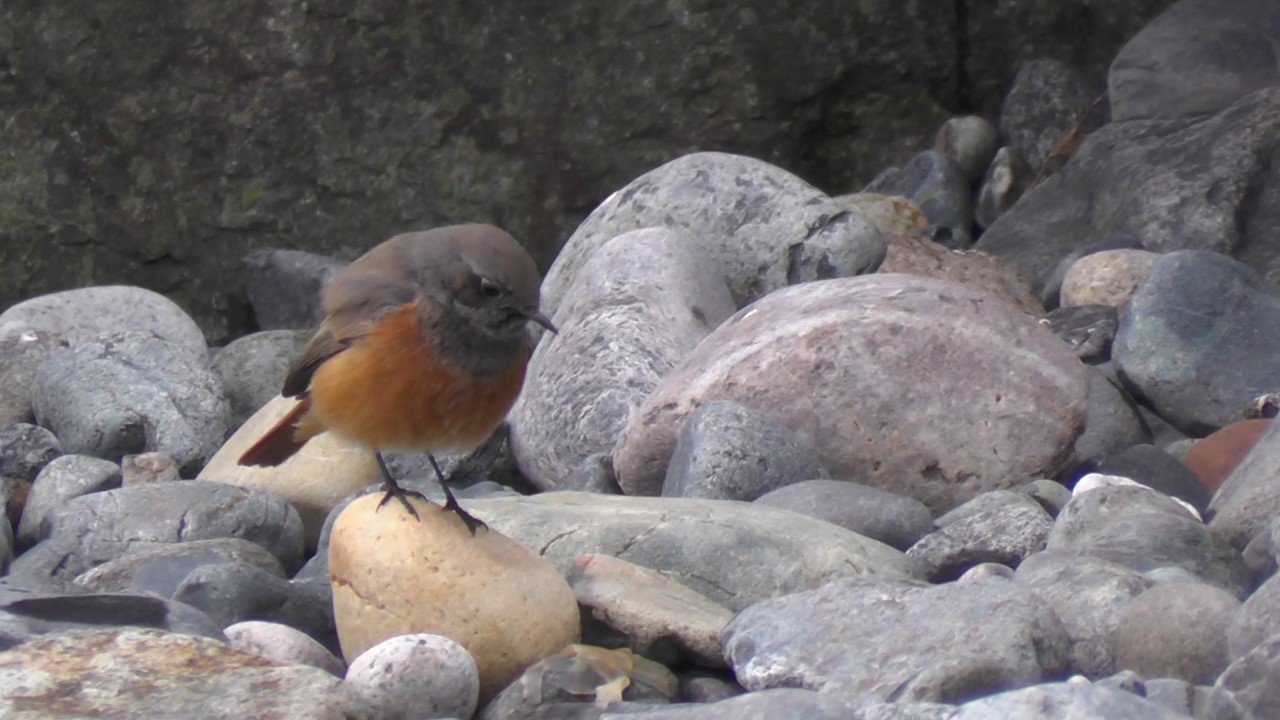 Eastern Black Redstart. Mousehole. Revisited 