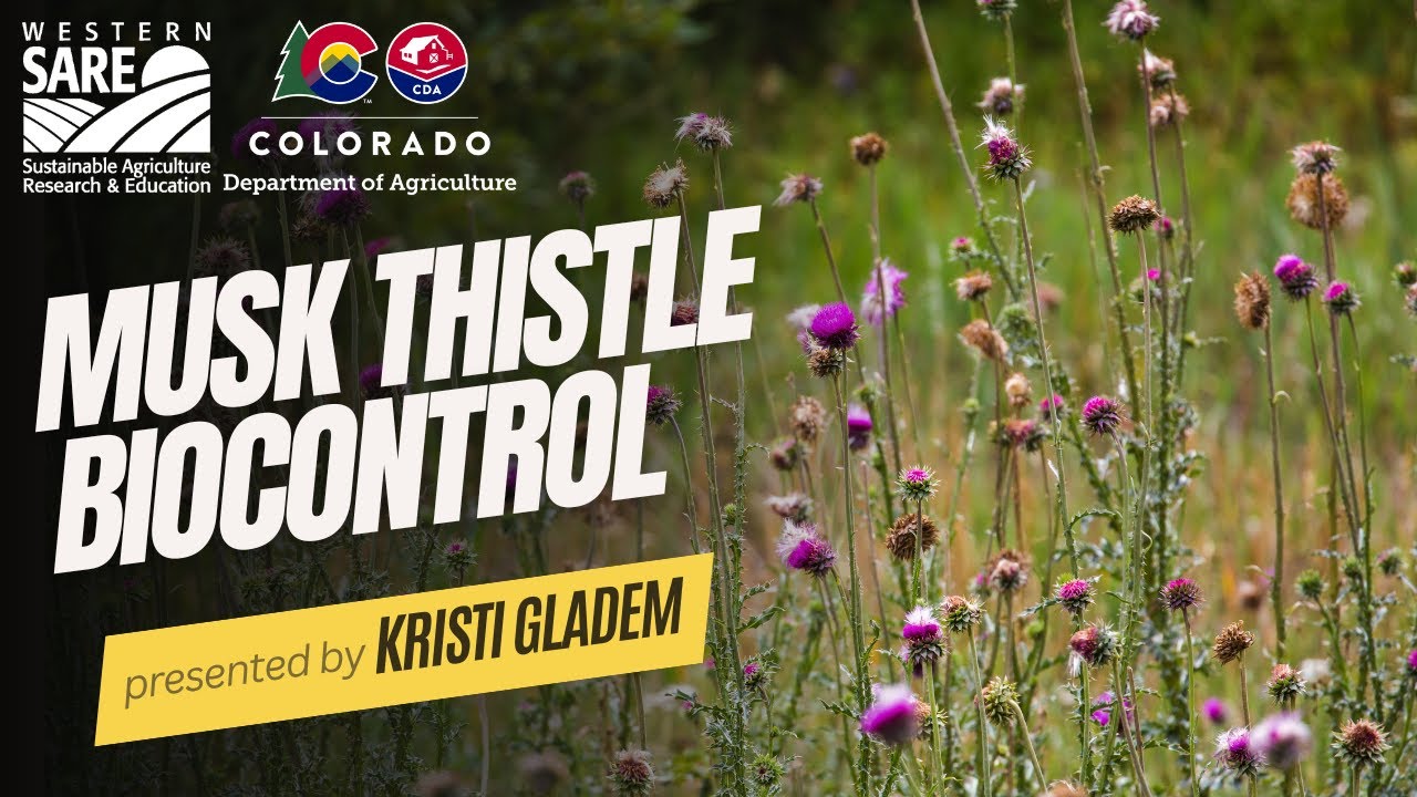 Musk Thistle Biocontrol