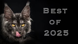 Looking Back At My Cat Photos 2025