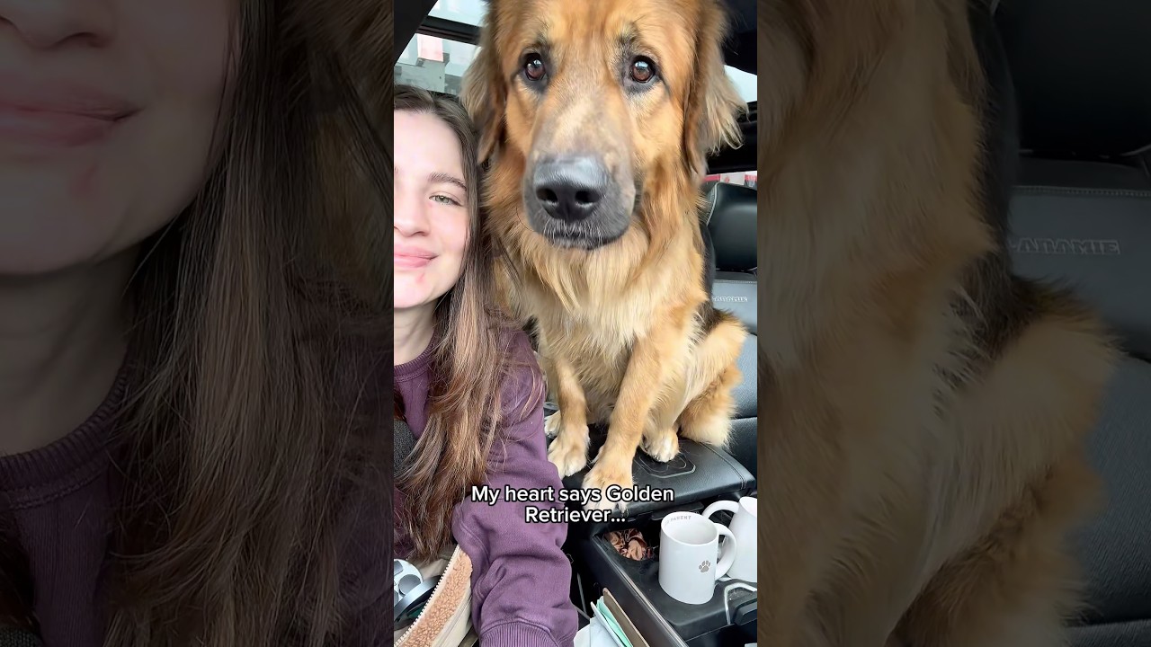 Golden Shepherd Confession: Guard Dog Mode vs Cuddle Mode 🐾❤️