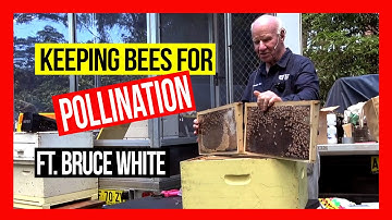 Keeping Bees for Pollination ft Bruce White ABA of NSW Field Day 2019