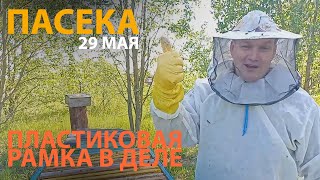 Как строят пчелы пласиковые рамки | на пасеке 29 мая #пчеловодство