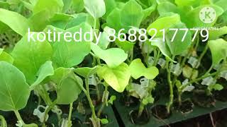 grafting brinjal plants nursery Hyderabad #వంకాయ మొక్కలను అంటుకట్టడం నర్సరీ హైదరాబాద్