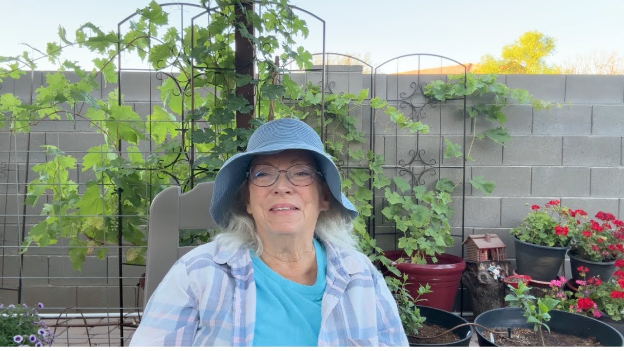 The Sugar Baby Watermelons are Growing!