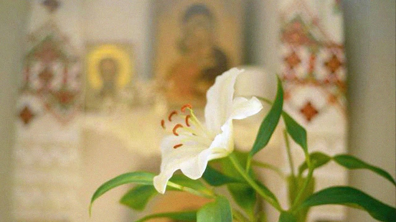 PREMIERĂ - Floarea cea Neveștejită, de Nicolae Smirnis - pe larg (toate glasurile, cu cratimă)