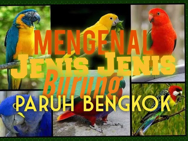 Jenis-jenis burung paruh bengkok di dunia class=