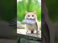 見た瞬間ニヤける猫の動画、思わず表情が緩む6連発 #ネコ #funnyvideo