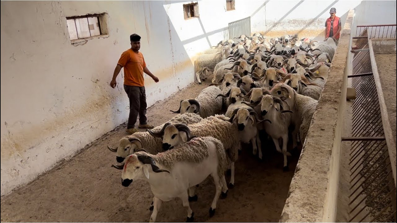 ضيعة فريد المزابي بلا زواق بلا نفاق والاهم بلا تشناق 🇲🇦 تبيع اكتر من 60% من أكباش 🐏 عيد الأضحى 2024