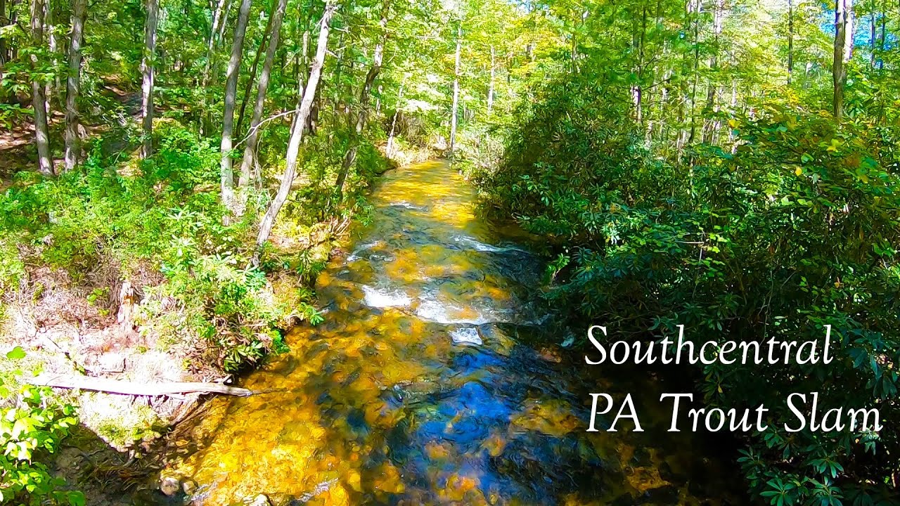 TROUT SLAM on Southcentral PA Mountain Stream
