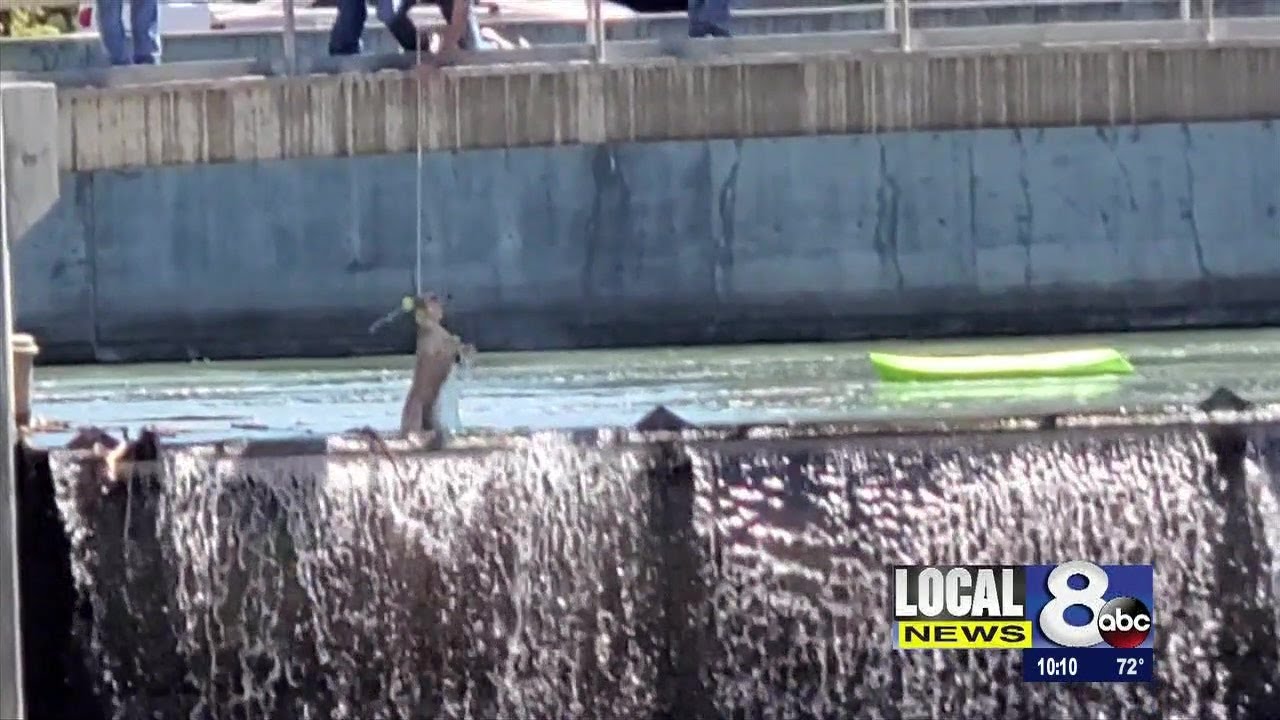 Dog rescued from river YouTube
