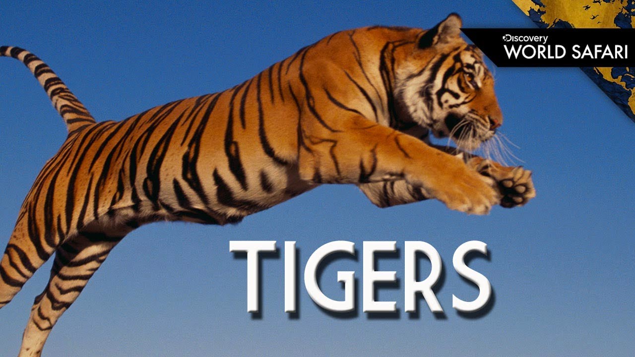 Tigers Are Better Than Lions YouTube