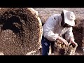 Abejas y colmenas. Técnica tradicional para pasar la abeja reina de una colmena a otra | Documental
