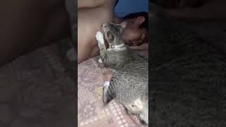 Menyusui Kucing Kaya Bayi Orang Aja