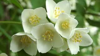 Jasmine Kissжасминовый Поцелуй By Winter Garden Canada