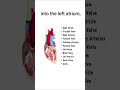 Ciruculation of Blood in heart 🔥❣️| What are 10 steps in the circulation of blood in the heart🩸
