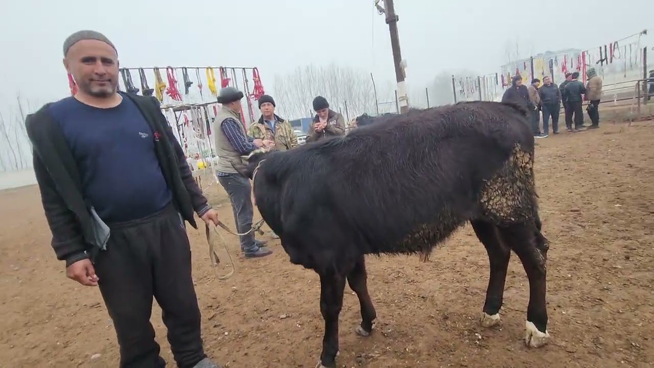 Новослар нархлари язйевон мол БОЗОРИ